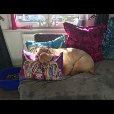 Rosie's Dog Walking & Pet Care