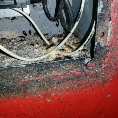 KRIB pest control services