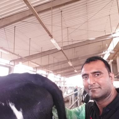 Al Safi Dairy Farm