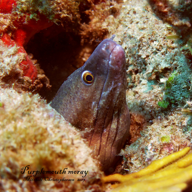 Northern Coast Diving