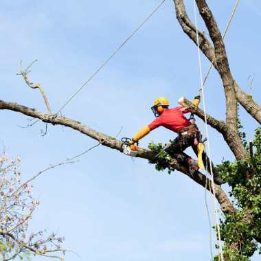 Barrie Tree Care