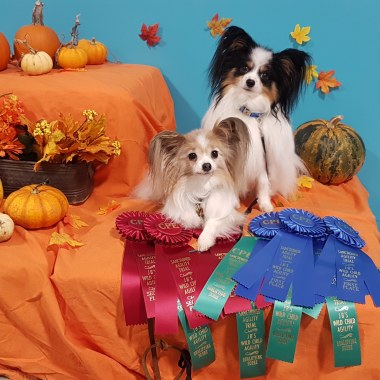 Pot O' Gold Pet Grooming Salon