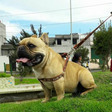 DOG WALKER
