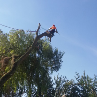 KANGOUROU ARBORICOLE