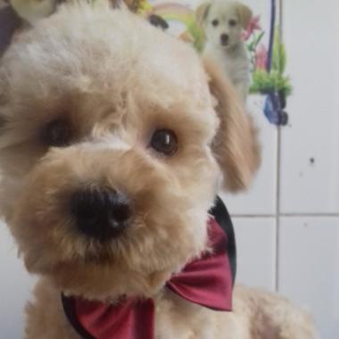 Peluqueria canina colico