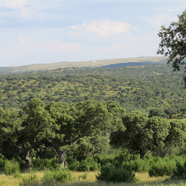 INMOBILIARIA LA ENCINA