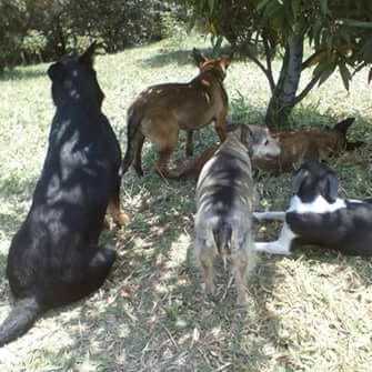 Sport can paseador canino