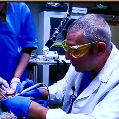 Clinica Veterinaria Alberto Cortes