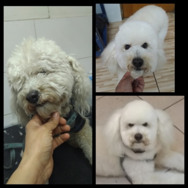 Peluqueria canina
