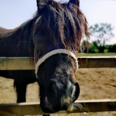 Veterinaria Equivet