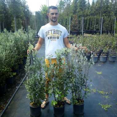 Ideal Garden