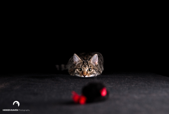 Hidden Raven Photography
