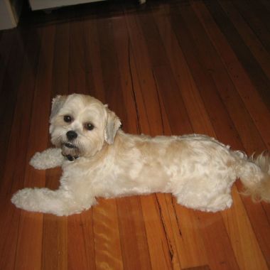 Designer Muttz