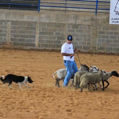 Border Collie Bom Pastor