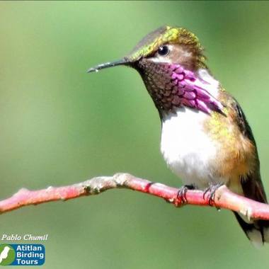 Atitlan Birding Tours