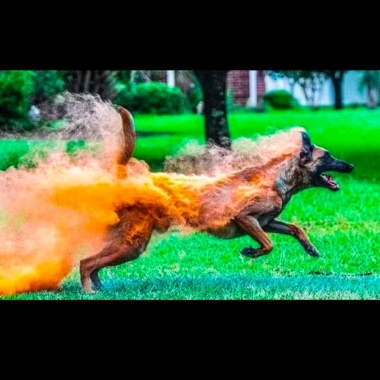 School Dogs Adiestramiento Canino