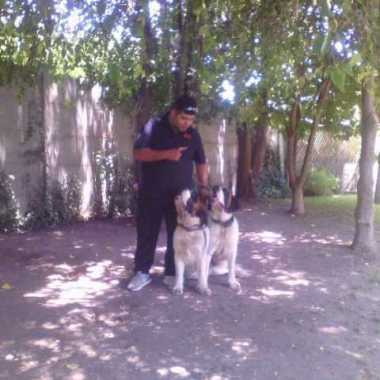 Adiestramiento y educación canina a domicilio