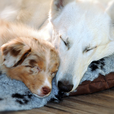 DOG EDUC 18