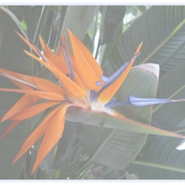Gartengestaltung Pascal Halbleib