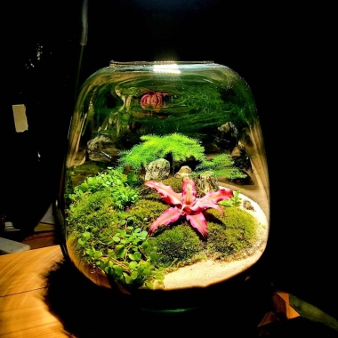 Bubba’s Shrimps - Nano Aquarium