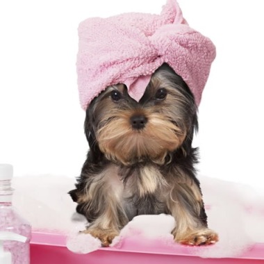 Nina Pet Services