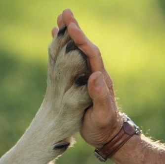Harby Veterinario