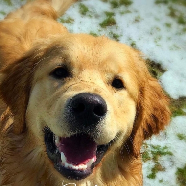 Stargolden