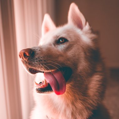 Estilo Canino