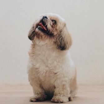 Clinica Veterinaria del Sol
