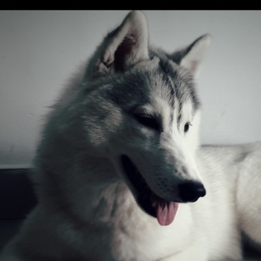 HappyPuppy