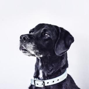 Dr Barbenza Veterinaria