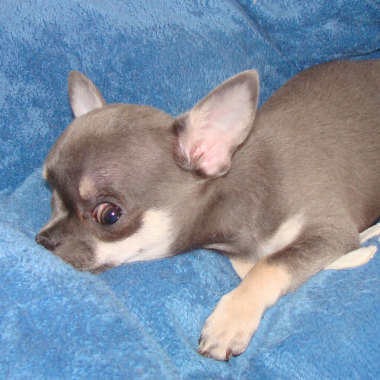 Petsiter