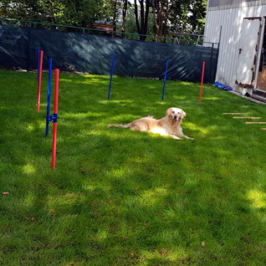 Timo´s Hundeschule und Tier-Second-Hand-Shop