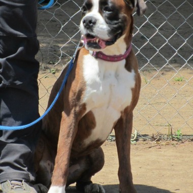 Dogs & Co.  Academy asd