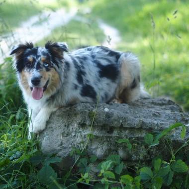 Sandra's Hundetraining