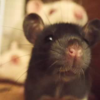 Pocket Pets Rattery & Rescue