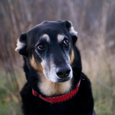 Lechien Veterinaria