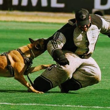 Danjo & Tobias Comportamento Canino