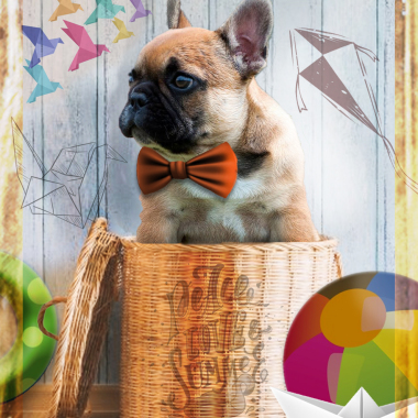 Dall's  PetStore