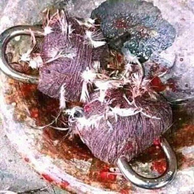 The most best herbalist and native doctor in Nigeria