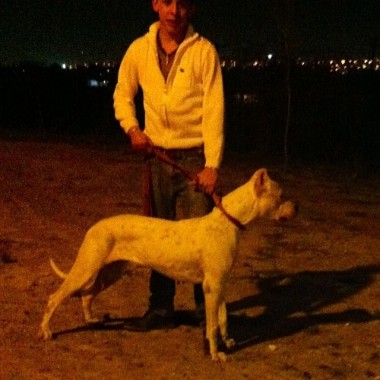 Cesar dog
