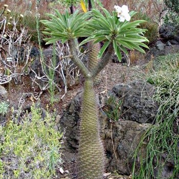 Verdemaz Gardens