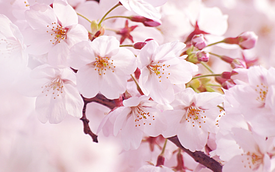 Harumi, Prof. de Japonais en ligne