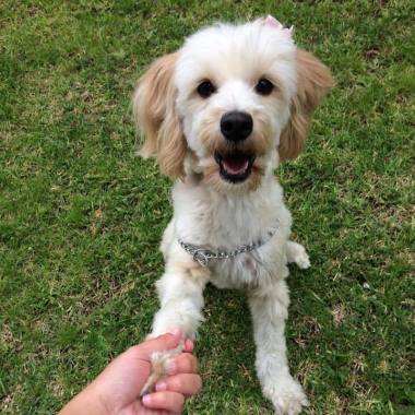 DogAble