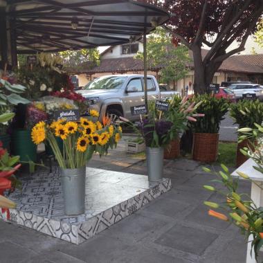 Flores Piedad Navarro