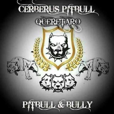 CERBERUS PITBULL CLUB QUERÉTARO