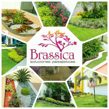 BRASSICA S.A.S.