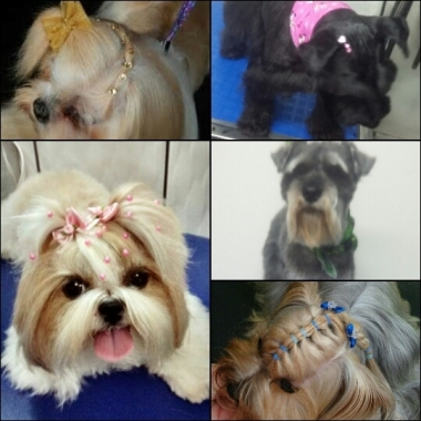 Beautiful pets