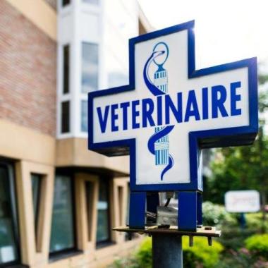 Vétérinaires ( 3)