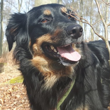 Diana´s Hundeschnauzen